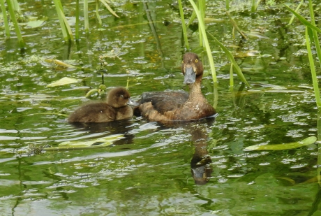 En toen was er nog maar één.