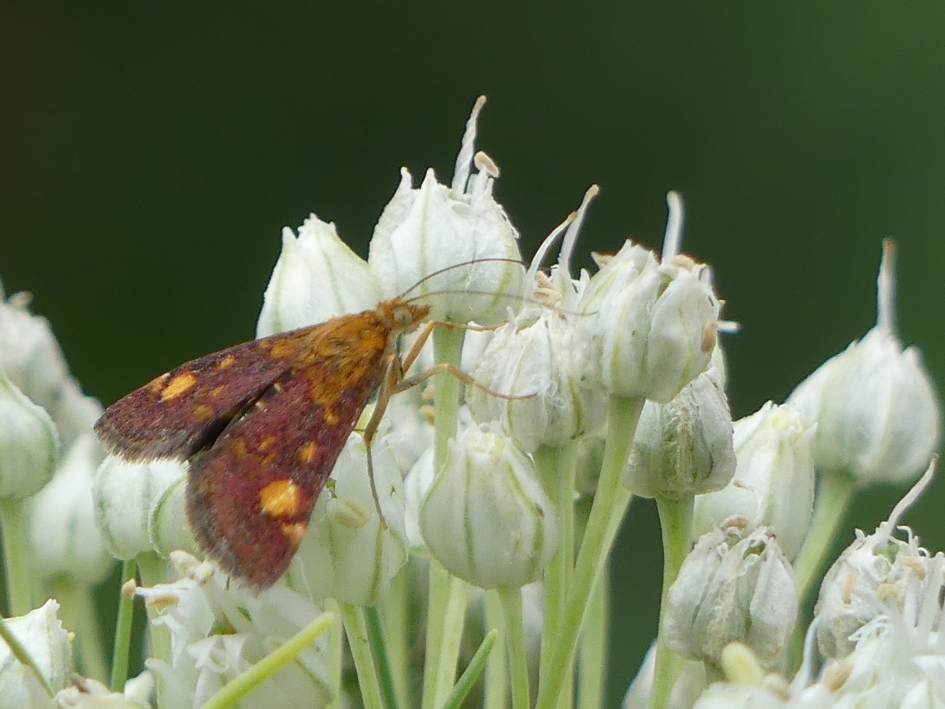 Nachtvlindertje - Geleedpotigen - Geelpurperen spanner