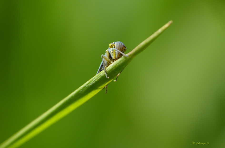 Nieuwsgierig - Geleedpotigen - Groene cicade
