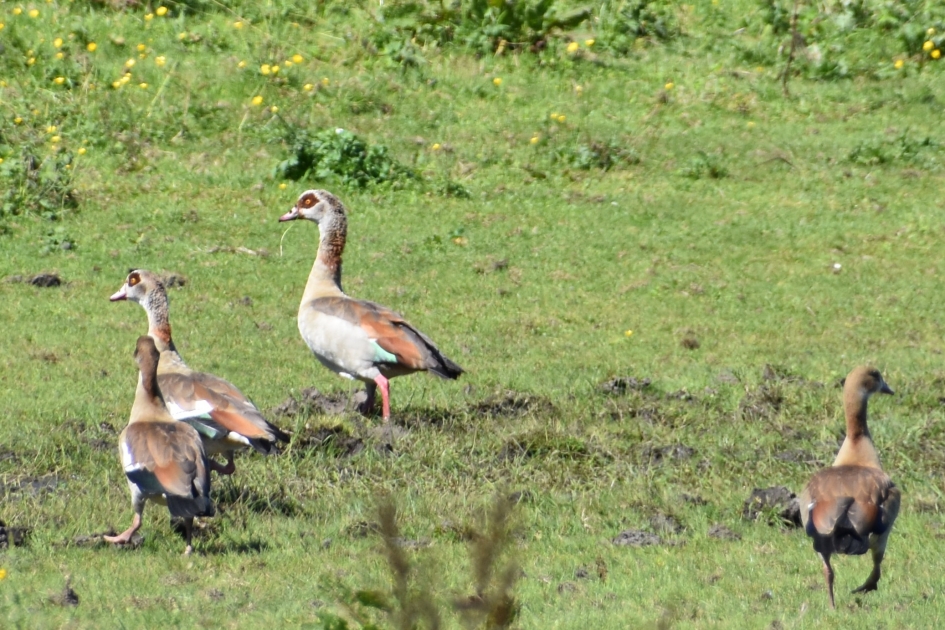 Nijlgansjes - Vogels - 