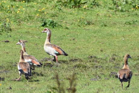 Nijlgansjes