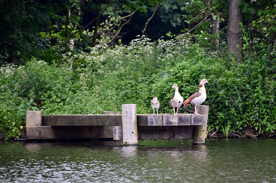 Nijlganzen - Vogels - 