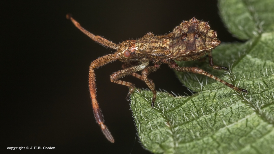 Nimf zurindwants - Geleedpotigen - Zuringwants