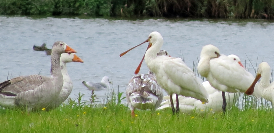 Nog nieuws? - Vogels - 