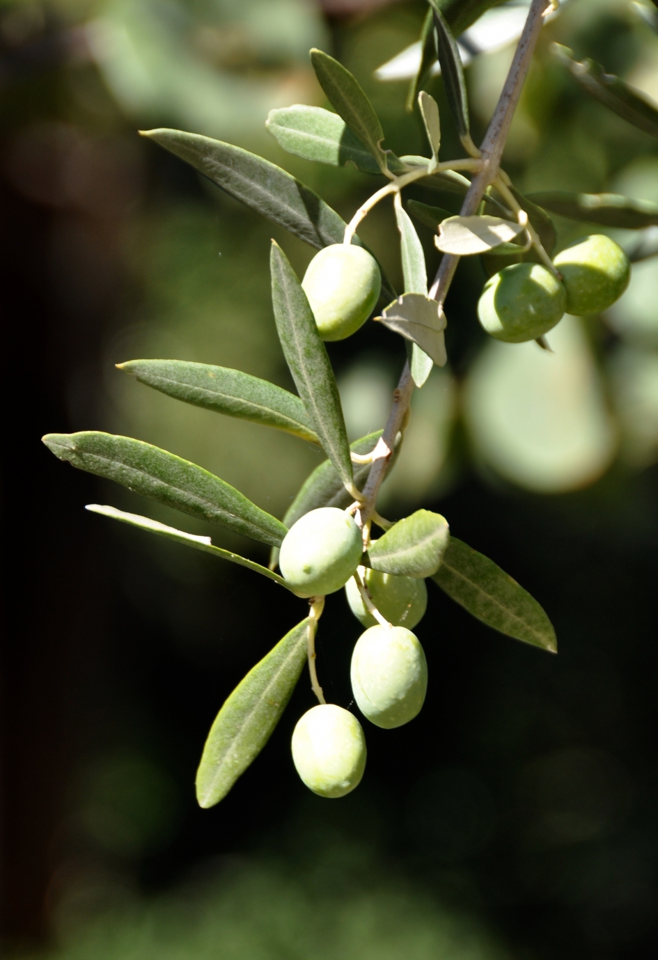 Olijven - Planten - 