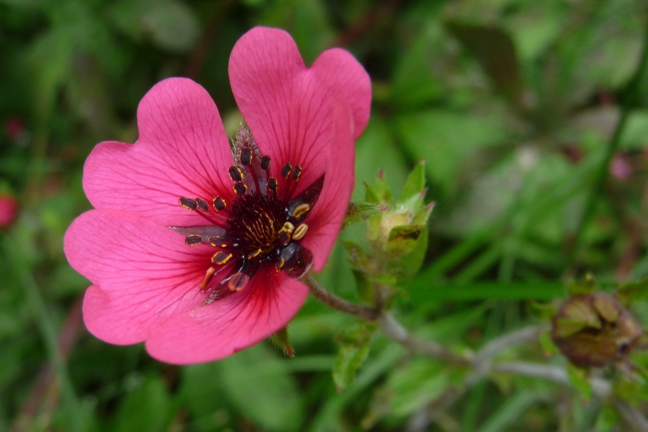 Onbekend? - Planten - 