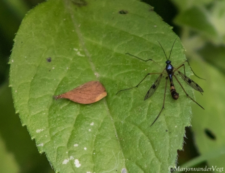 Ctenophora pectinicornis.