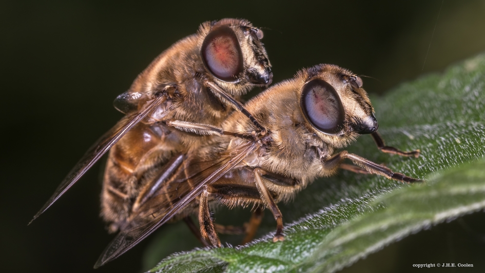 Ondanks.... - Geleedpotigen - Blindebij