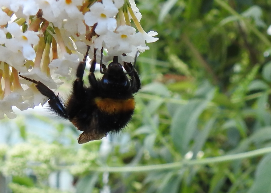 Ondersteboven - Geleedpotigen - Hommel
