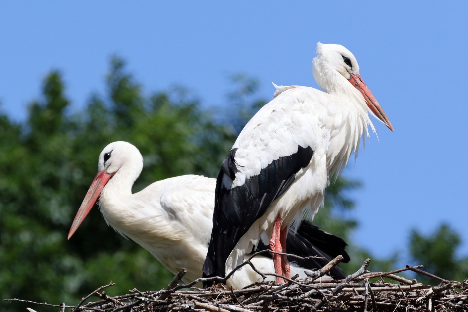 Ooievaars - Vogels - 