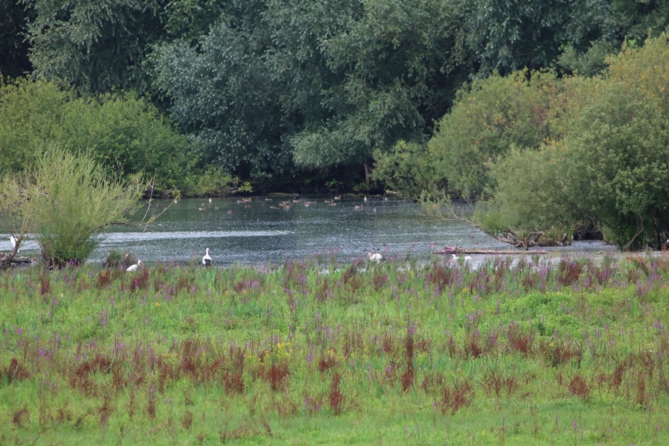 Ooievaars - Vogels - 