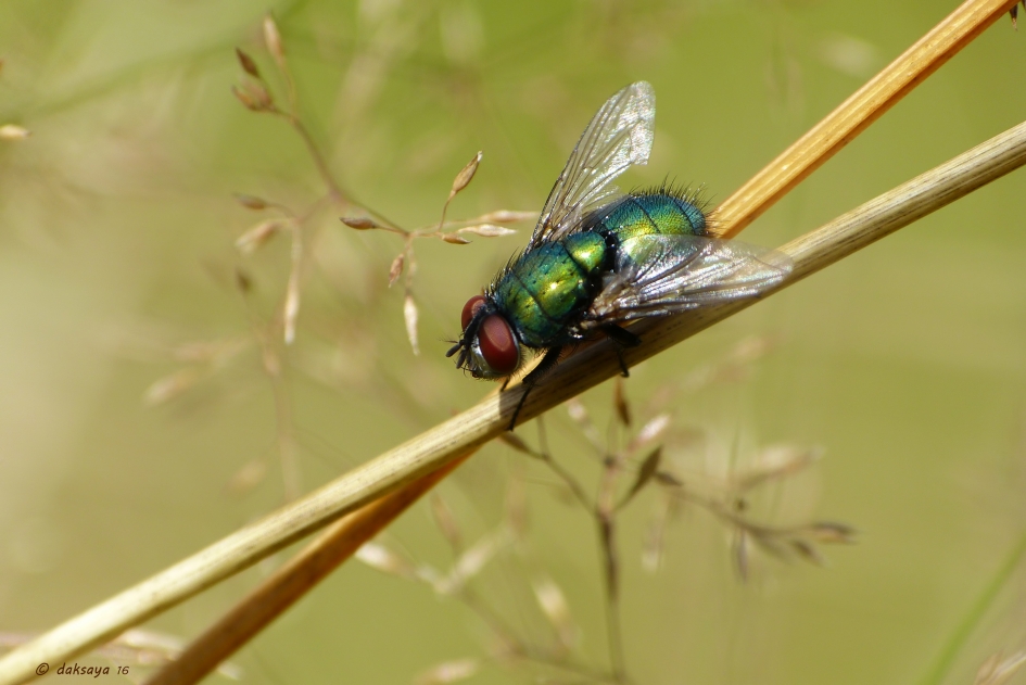 Op een kruispunt - Geleedpotigen - Groene keizersvlieg