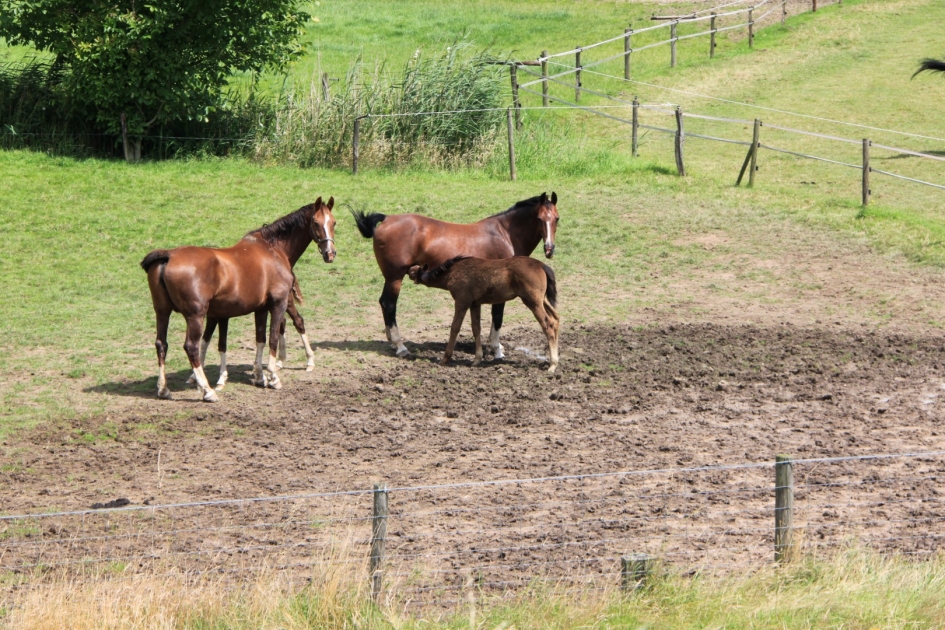 Paarden met veulens - Zoogdieren - 