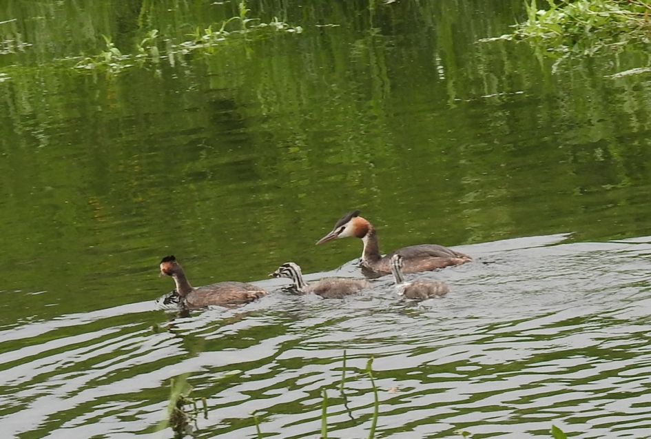 Paartje futen met jongen - Vogels - Fuut