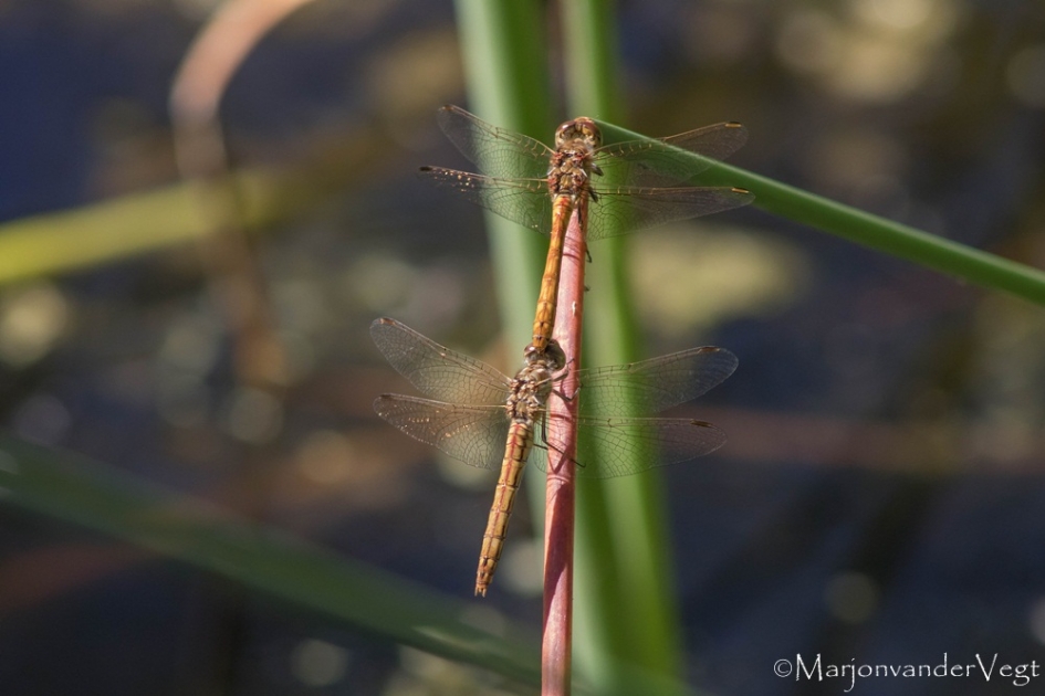 Verbintenis - Geleedpotigen - Libellen