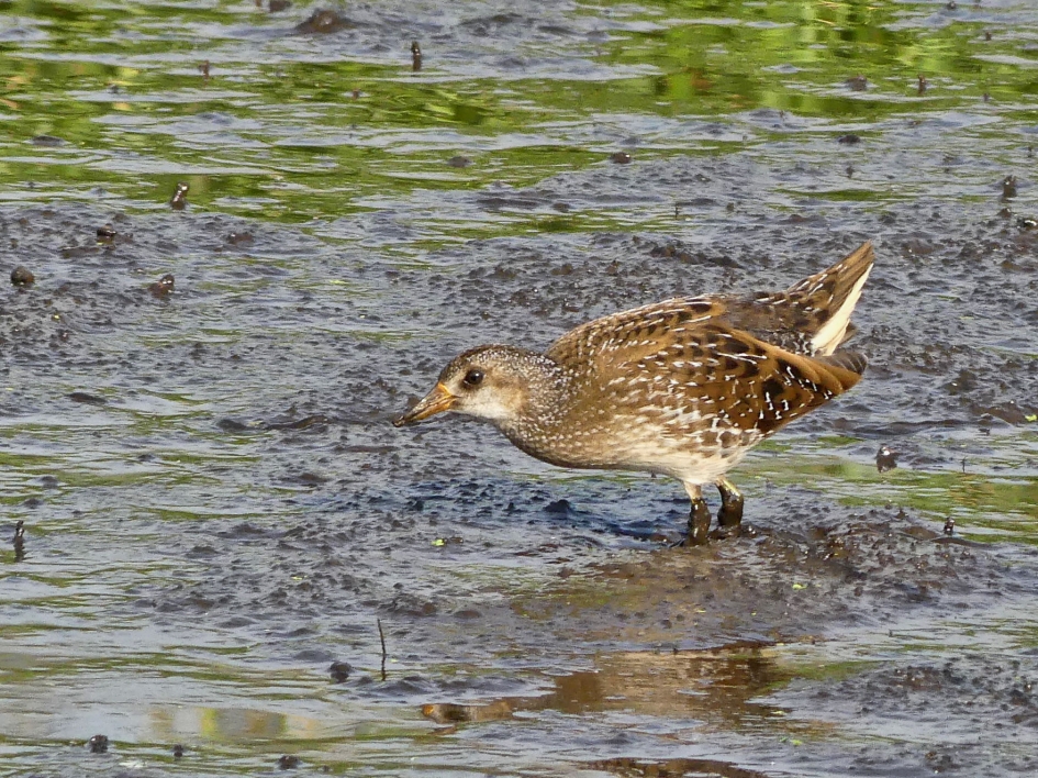 Porseleinhoen - Vogels - Porseleinhoen