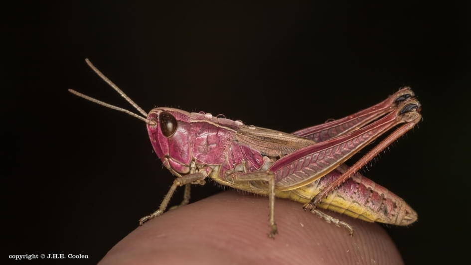 Purper 2 - Geleedpotigen - Krasser