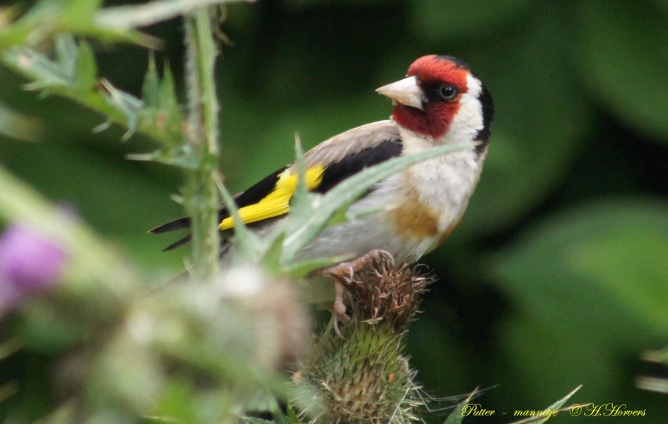 putter, mannetje - Vogels - putter