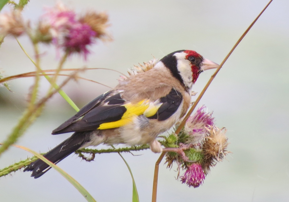 Puttertje - Vogels - 