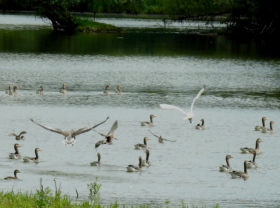 Ready for take off.... - Vogels - Lepelaar en grauwe ganzen