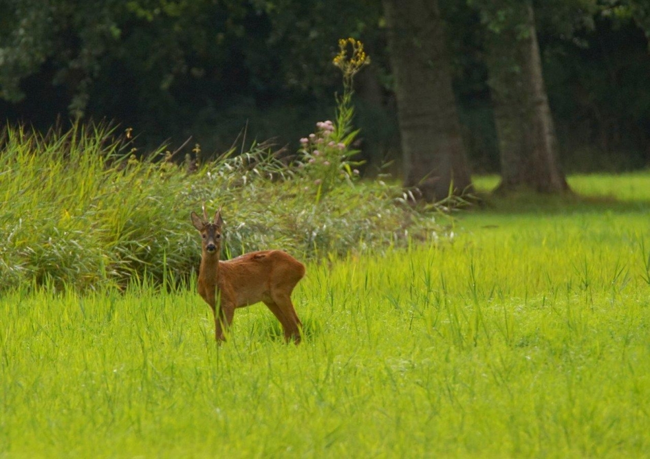 Ree bokje - Zoogdieren - Ree