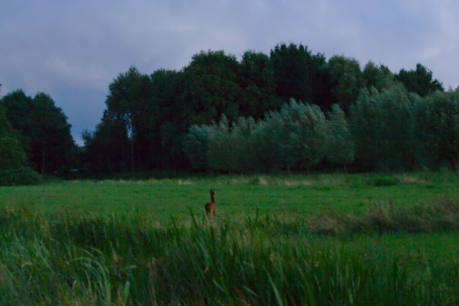 Ree in Goudse Hout! - Zoogdieren - 