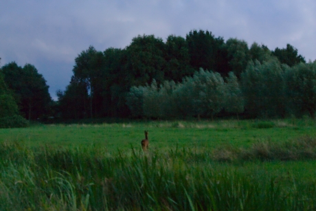 Ree in Goudse Hout!