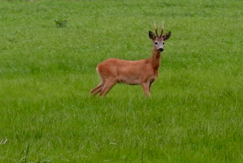 Reebok - Zoogdieren - Ree