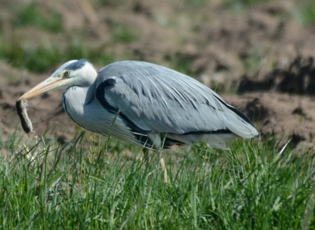 reiger