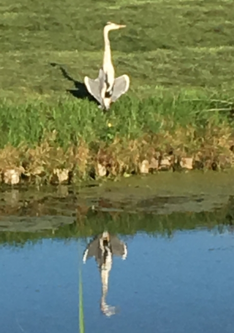 Reiger in spiegelbeeld