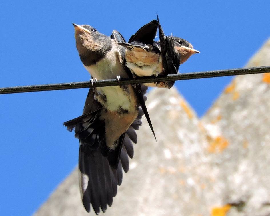 Rekken en strekken - Vogels - Boerenzwaluw
