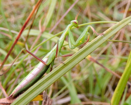Religieuse sprinkhaan