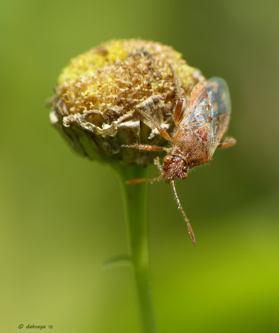 Rhopalus subrufus - Geleedpotigen - 