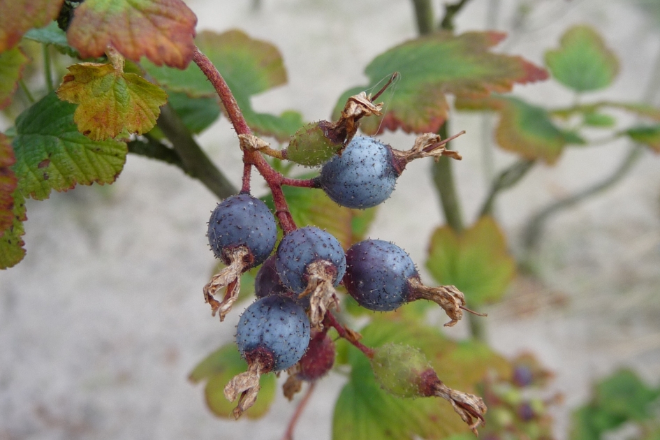 Ribes - Planten - 