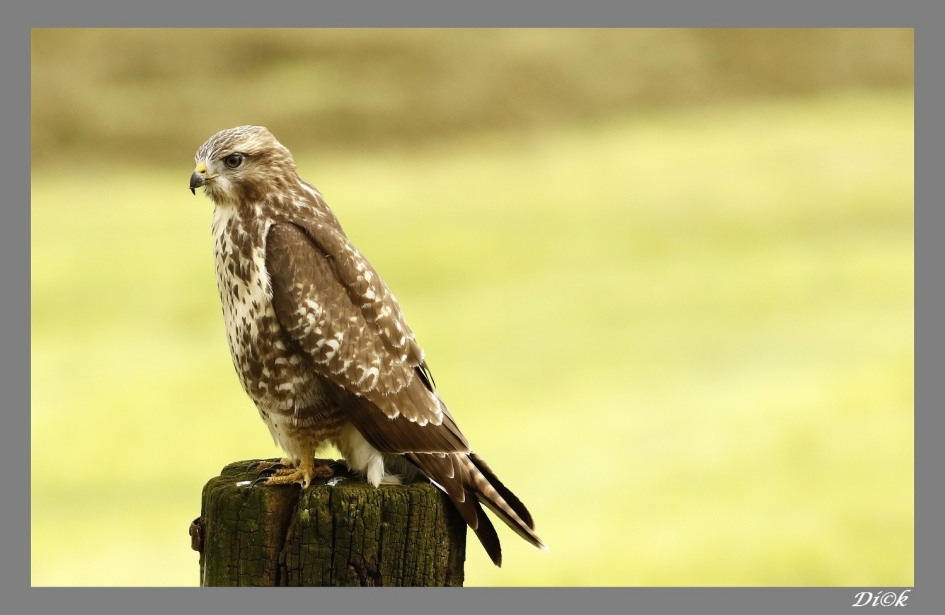 Roep om voedsel - Vogels - Buizerd