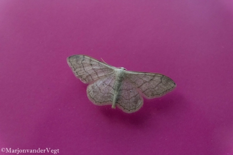 Roomkleurige Stipspanner