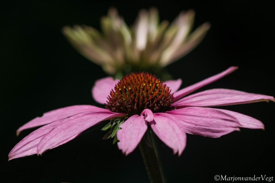 Roze zaterdag - Planten - Zonnehoed