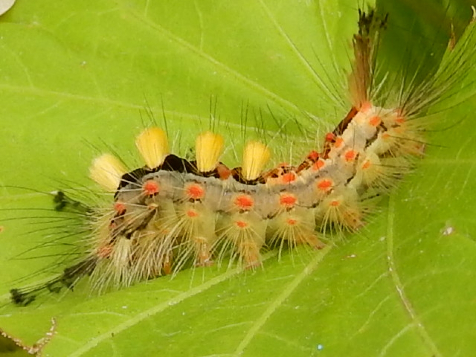 Rups - Geleedpotigen - rups witvlakvlinder