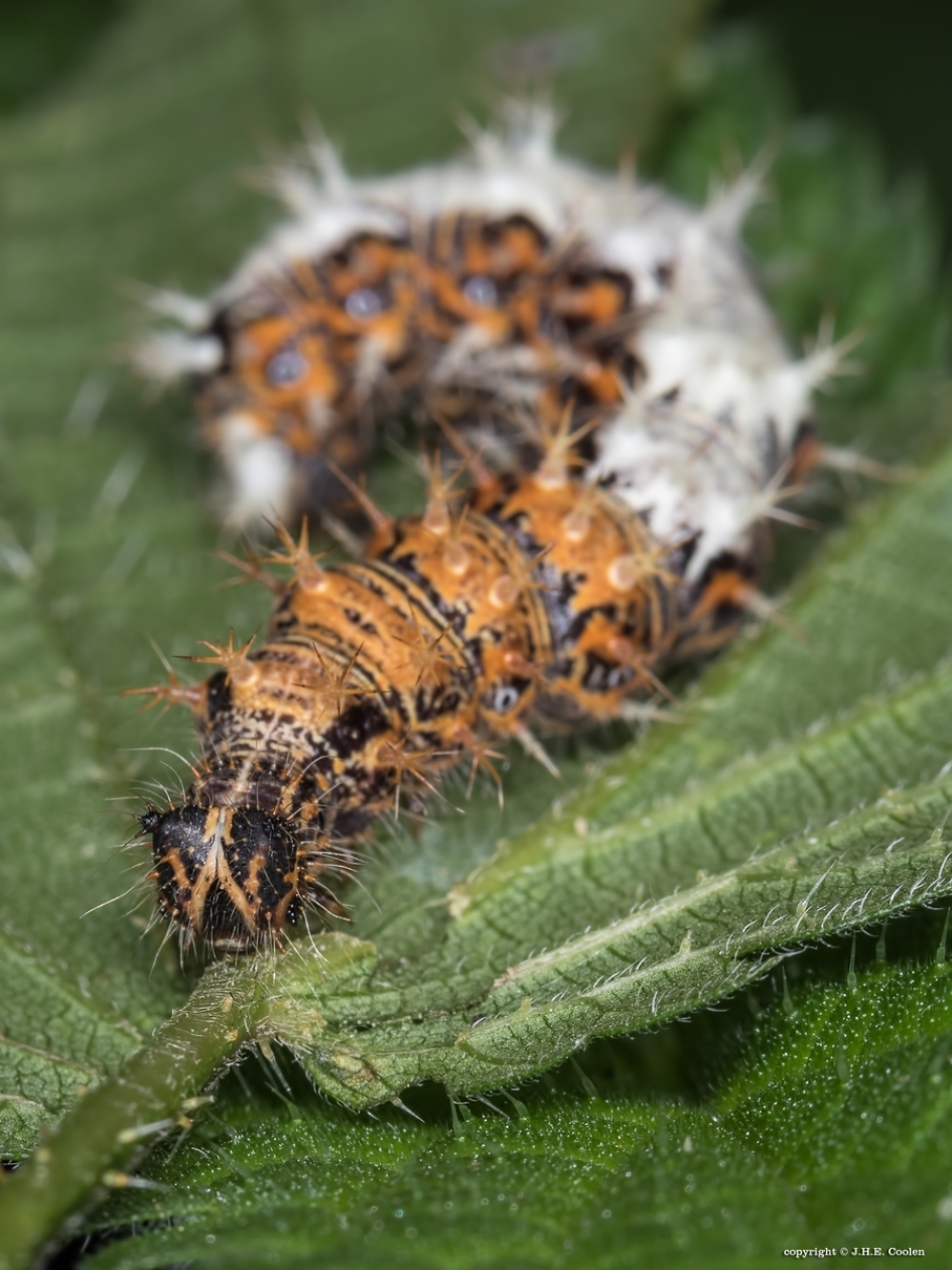 Rups van.... - Geleedpotigen - Gehakkelde aurelia