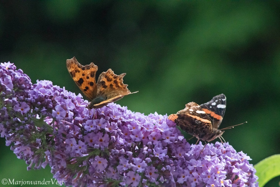 Samen snoepen - Geleedpotigen - Vlinders