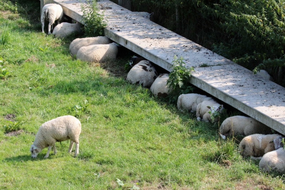Schaduw? Graag! - Zoogdieren - 