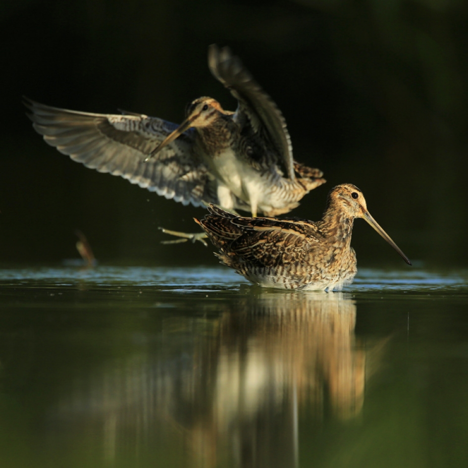 Schik ... - Vogels - Watersnip