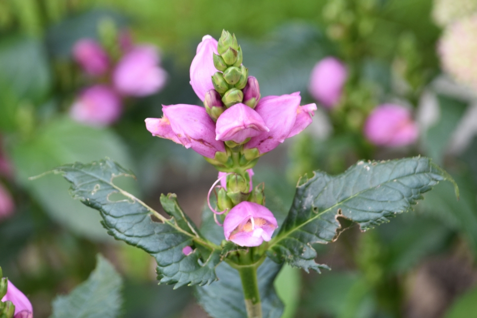 Schildpadbloem - Planten - 