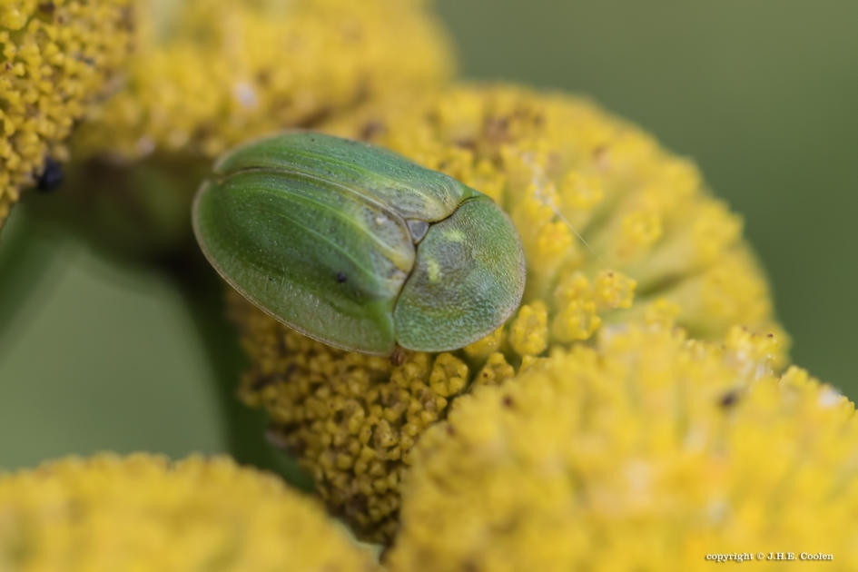 Schildpadtor - Geleedpotigen - Schildpadtor