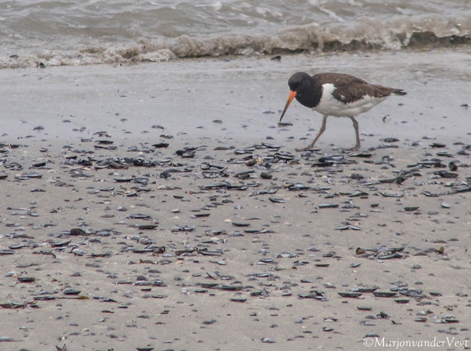 Scholekster - Vogels - Scholekster