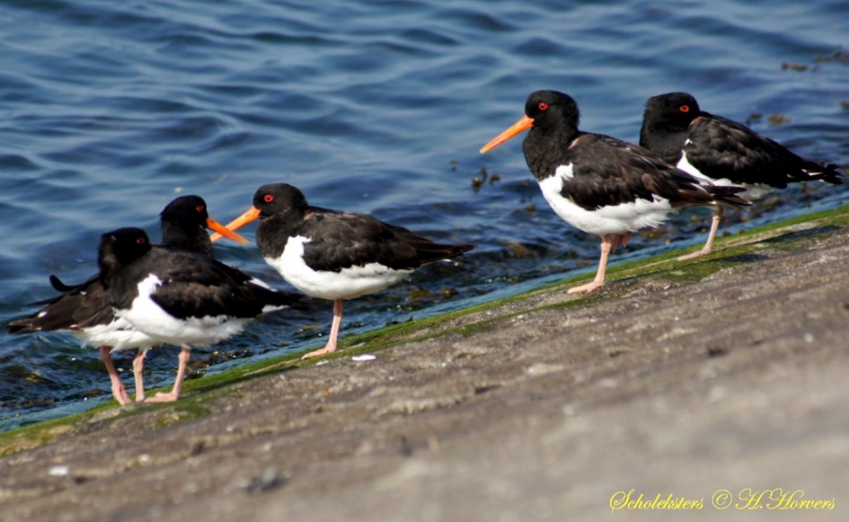 Scholeksters 1 - Vogels - 