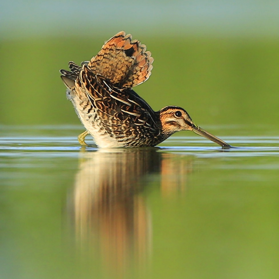 Schrikkende Hemelgeit - Vogels - Watersnip
