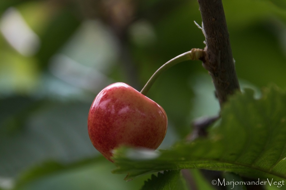 Sier kers - Planten - Sier kers