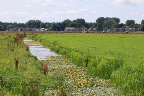 Sloot met waterplanten
