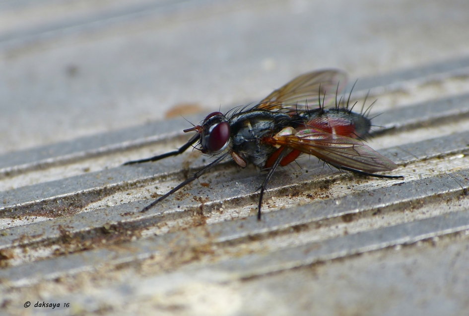 Sluipvlieg - Geleedpotigen - Sluipvlieg
